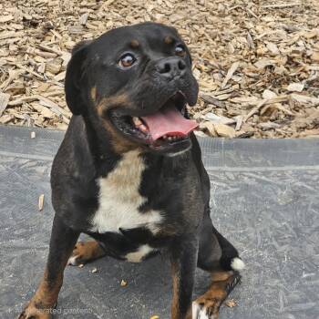 Wiggles -  English Bulldog Dog for Adoption in Ringwood, New Jersey - Wiggles | PetCurious