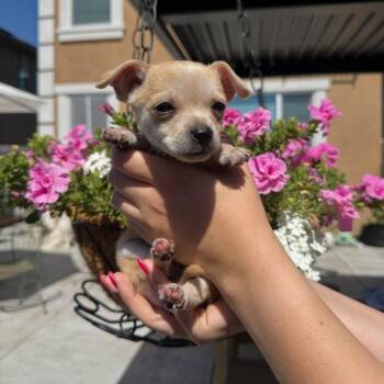 Catalina -  Chihuahua Dog for Adoption in Los Angeles, California - Catalina | PetCurious