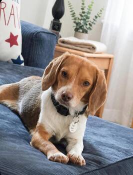 Gus -  Beagle Dog for Adoption in Churchville, New York - Gus | PetCurious