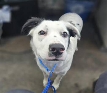 Mixed Breed Dogs Available for Adoption - SPLASH | PetCurious