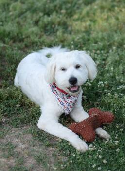 Reece -  Standard Poodle and Sheep Dog Dog Available for Adoption in Monroe, North Carolina - Reece | PetCurious
