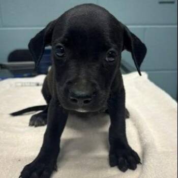 Fancy Cake -  Mixed Breed Dog for Adoption in Kansas City, Missouri - Fancy Cake | PetCurious