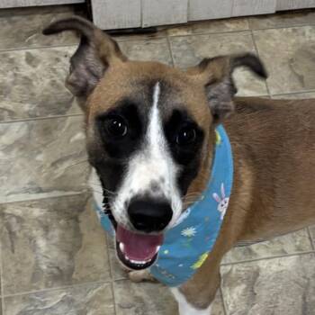Jason -  Terrier Dog for Adoption in Pilot Point, Texas - Jason | PetCurious
