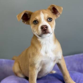 Mixed Breed Dogs Available for Adoption - Spring | PetCurious