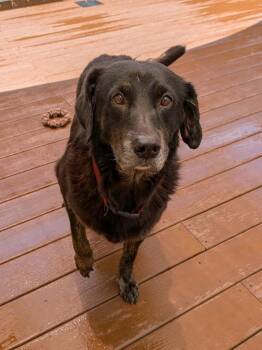 Mazda Sue -  Labrador Retriever and Mixed Breed Dog for Adoption in St. Augustine, Florida - Mazda Sue | PetCurious