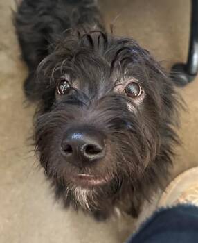 Mavis -  Terrier Dog for Adoption in Greeley, Colorado - Mavis | PetCurious