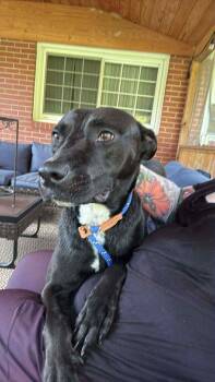 Rescue Shepherd Dogs for Adoption in Holly Springs, North Carolina - Darla | PetCurious