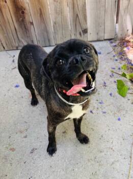 Pug and Mixed Breed Dogs Available for Adoption in Los Angeles, California - Puma | PetCurious