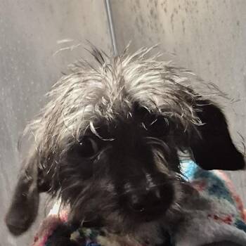 SCRABBLE -  Yorkshire Terrier Dog for Adoption in San Antonio, Texas - SCRABBLE | PetCurious