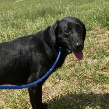 Black Labrador Retriever Dogs Available for Adoption in Pulaski, Tennessee - TNGC-Stray-1158 | PetCurious