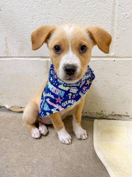 Jelly Fish -  Mixed Breed Dog for Adoption in Sanford, North Carolina - Jelly Fish | PetCurious