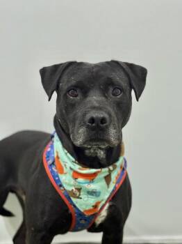 Pit Bull Terrier and Mixed Breed Dogs Available for Adoption - Sebastian | PetCurious