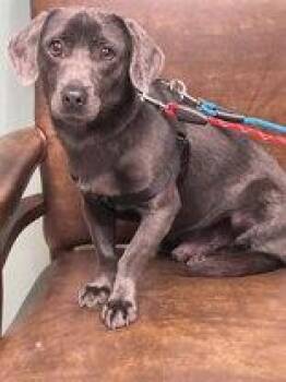 Curtis Blue -  Dachshund Dog for Adoption in Newport, Kentucky - Curtis Blue | PetCurious