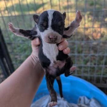 Crumble -  Pit Bull Terrier and Mixed Breed Dog for Adoption in Buchanan Dam, Texas - Crumble | PetCurious