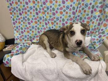 Pit Bull Terrier and Mixed Breed Dogs Available for Adoption - A608636 | PetCurious