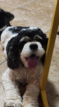 Rescue Cocker Spaniel Dogs for Adoption in Fort Worth, Texas - Lola | PetCurious