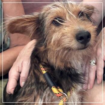 Harry -  Terrier and Mixed Breed Dog for Adoption in Little Rock, Arkansas - Harry | PetCurious