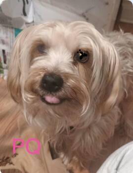 Yorkshire Terrier Dogs Available for Adoption - PQ | PetCurious