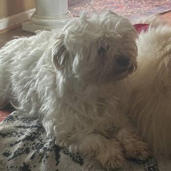 Maltese Dogs Available for Adoption - Journey | PetCurious