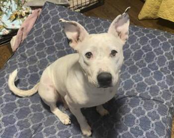 Pit Bull Terrier and Mixed Breed Dogs Available for Adoption in Kansas City, Missouri - Magik | PetCurious