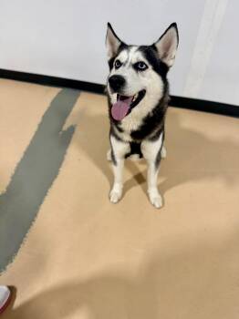Ghost -  Husky Dog for Adoption in Pembroke, Massachusetts - Ghost | PetCurious