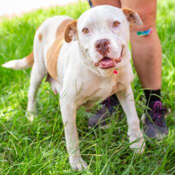 Sierra Mist -  Cattle Dog and English Bulldog Dog for Adoption in Hattiesburg, Mississippi - Sierra Mist | PetCurious