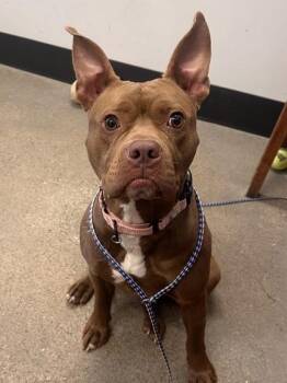 Rescue Pit Bull Terrier Dogs for Adoption in Cleveland, Ohio - Amara | PetCurious