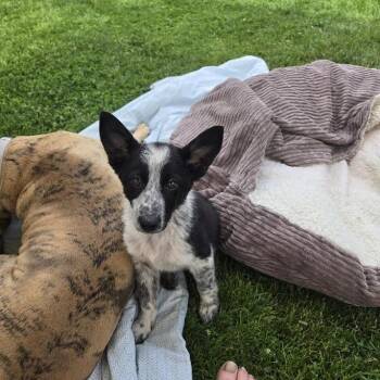 Mixed Breed Dogs Available for Adoption in Madison, Wisconsin - Praline | PetCurious