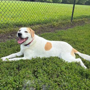 Sophie - Home to Home -  Great Pyrenees and Beagle Dog for Adoption in South Elgin, Illinois - Sophie - Home To Home | PetCurious