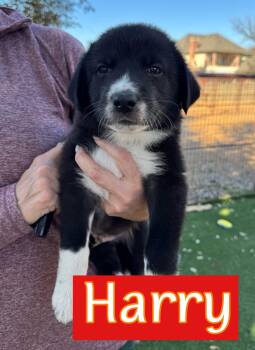 Great Pyrenees and Border Collie Dogs Available for Adoption - Mamma Mia Litter Males | PetCurious