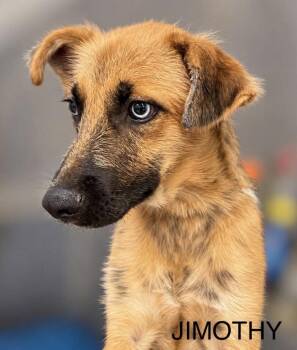 Jimothy -  Husky and Shepherd Dog for Adoption in Omaha, Nebraska - Jimothy | PetCurious