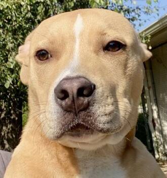 Ranger -  Pit Bull Terrier Dog for Adoption in Glasgow, Kentucky - Ranger | PetCurious