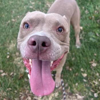 Rescue Pit Bull Terrier Dogs for Adoption in Mechanicsburg, Pennsylvania - Elton John | PetCurious
