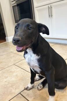 Baby Girl -  Labrador Retriever and American Staffordshire Terrier Dog for Adoption in Cumming, Georgia - Baby Girl | PetCurious