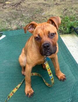 Penelope -  Boxer and Mixed Breed Dog for Adoption in New Bern, North Carolina - Penelope | PetCurious