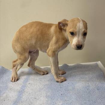 Crab -  Terrier and Mixed Breed Dog for Adoption in Galax, Virginia - Crab | PetCurious