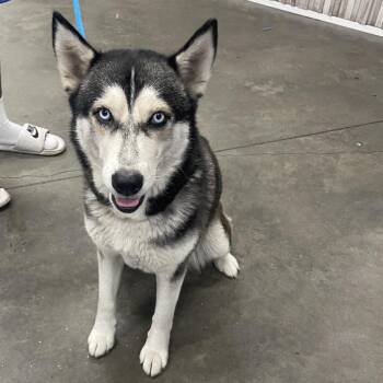 Kelly (Luna ) -  Husky Dog for Adoption in Tampa, Florida - Kelly (Luna ) | PetCurious