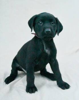 Rescue Labrador Retriever and Mixed Breed Dogs for Adoption in Morton Grove, Illinois - Lizzy | PetCurious