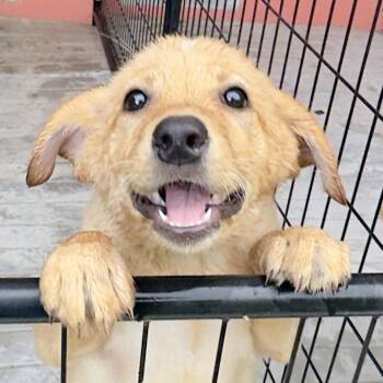 Honey -  Mixed Breed Dog for Adoption in Bradenton, Florida - Honey | PetCurious