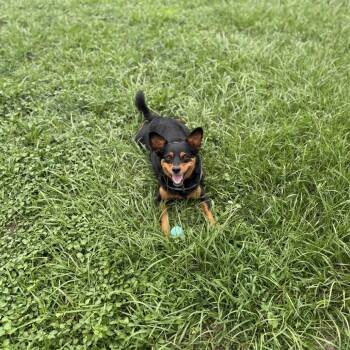 Pico -  Corgi and Cavalier King Charles Spaniel Dog for Adoption in Abbotsford, British Columbia - Pico | PetCurious