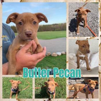 Butter Pecan -  Mixed Breed Dog Available for Adoption - Butter Pecan | PetCurious