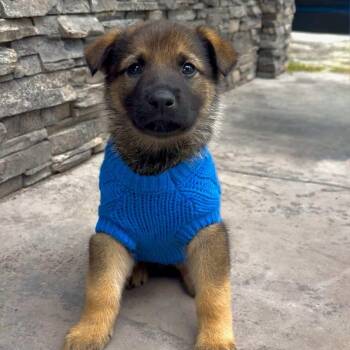 Wilbur -  German Shepherd Dog Dog for Adoption in San Luis Obispo, California - Wilbur | PetCurious