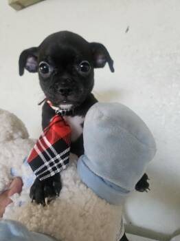 Bo -  Pug Dog Available for Adoption - Bo | PetCurious