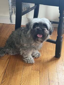 Maltese and Shih Tzu Dogs Available for Adoption in Brunswick, Maine - Laiken | PetCurious