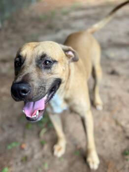 Rescue Labrador Retriever Dogs for Adoption - Wyatt | PetCurious