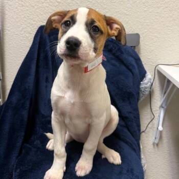 Terrier Dogs Available for Adoption in Parker, Colorado - 440 (2026) | PetCurious