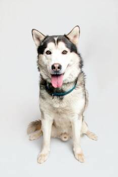 Torro -  Mixed Breed Dog Available for Adoption in Sevierville, Tennessee - Torro | PetCurious