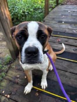 Rhea (ID 52340) -  Boxer Dog for Adoption in Manassas, Virginia - Rhea (ID 52340) | PetCurious