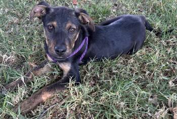 German Pinscher Dogs Available for Adoption - TITO | PetCurious