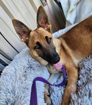 Reese -  German Shepherd Dog Dog for Adoption in Dallas, Texas - Reese | PetCurious